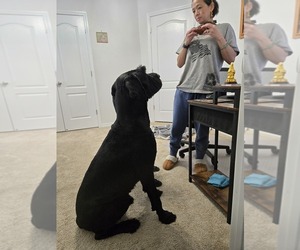 Father of the Schnauzer (Giant) puppies born on 07/23/2025