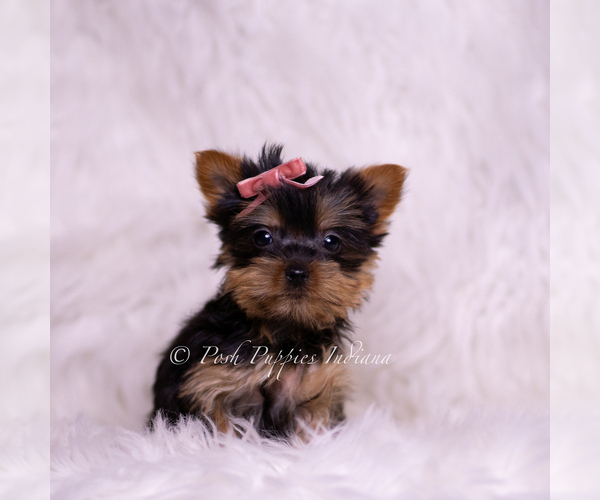Medium Photo #3 Yorkshire Terrier Puppy For Sale in WARSAW, IN, USA