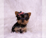 Small Photo #88 Yorkshire Terrier Puppy For Sale in WARSAW, IN, USA