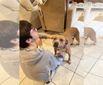 Small #5 American Pit Bull Terrier Mix
