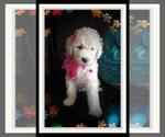 Small Photo #30 Sheepadoodle Puppy For Sale in RIALTO, CA, USA