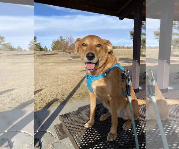 Medium Photo #2 Mutt Puppy For Sale in Fort Collins, CO, USA