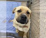 Small Mastiff Mix