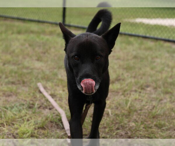Medium Photo #1 Akita-Unknown Mix Puppy For Sale in Ocala, FL, USA