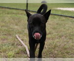ROOK - Male Akita-Unknown Mix Dog for Adoption - Small photo