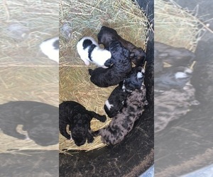 Aussiedoodle-Aussiedoodle Miniature  Mix Puppy for sale in EAST BERNSTADT, KY, USA