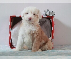 Aussiedoodle Miniature  Puppy for sale in APPLE CREEK, OH, USA