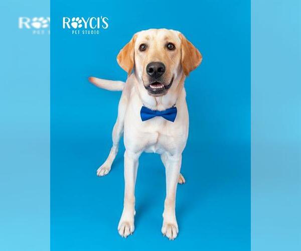 Medium Photo #1 Labrador Retriever Puppy For Sale in West Valley, UT, USA