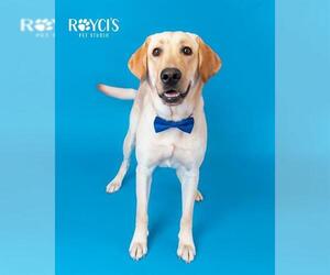 Labrador Retriever Dogs for adoption in West Valley, UT, USA