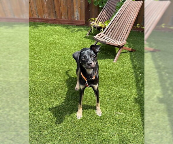 Medium Photo #4 Chihuahua-Unknown Mix Puppy For Sale in San Diego, CA, USA