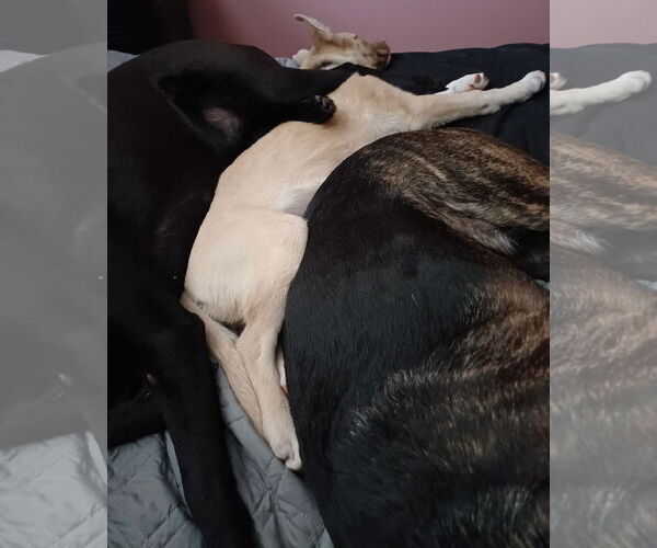 Medium Photo #6 Gerberian Shepsky Puppy For Sale in Princeton, MN, USA