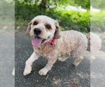 Small #5 Cockapoo