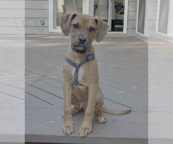 Medium Photo #1 Boxer-Unknown Mix Puppy For Sale in Bellevue, WA, USA