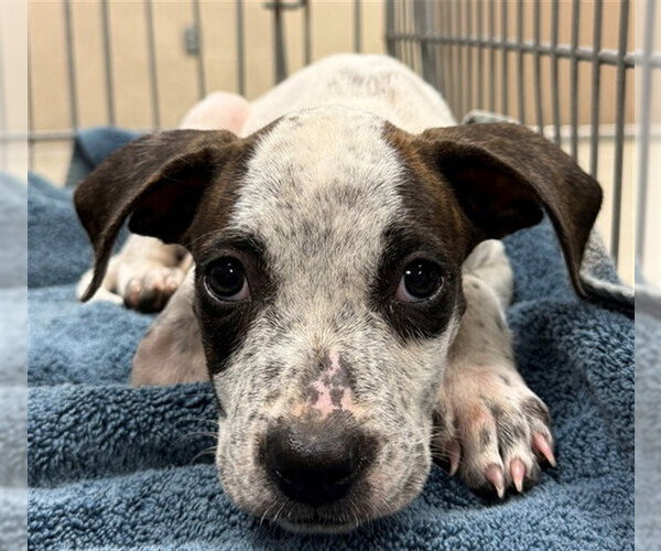 Medium Photo #1 Mutt Puppy For Sale in Conroe, TX, USA
