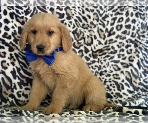 Golden Retriever Puppy for sale in LANCASTER, PA, USA