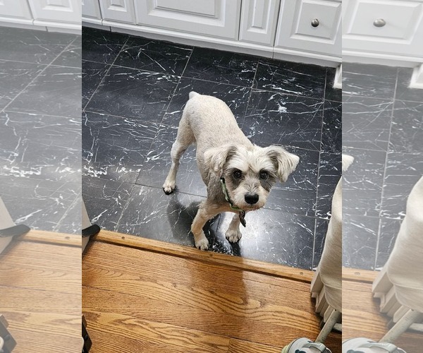 Medium Photo #1 Shih Tzu-Unknown Mix Puppy For Sale in New London, WI, USA