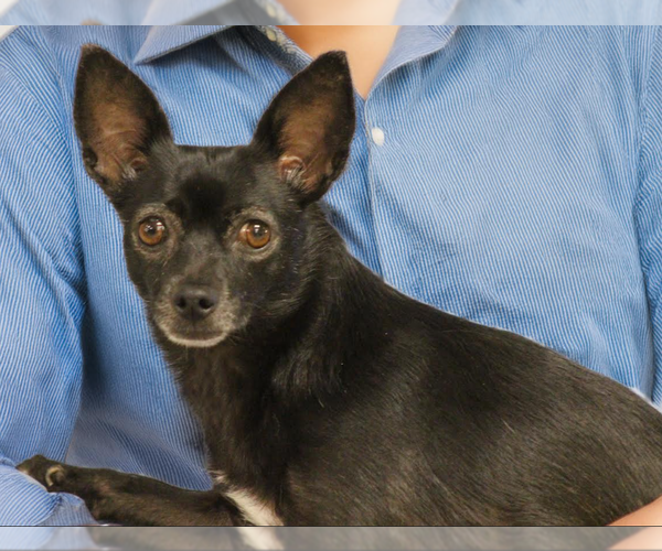 Medium Photo #3 Chihuahua-Unknown Mix Puppy For Sale in Cranston, RI, USA