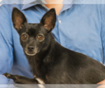 Small #2 Chihuahua Mix