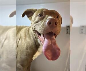 American Pit Bull Terrier Dogs for adoption in Augusta, GA, USA