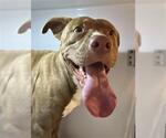 Small American Pit Bull Terrier