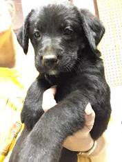Labrador Retriever Puppy for sale in MONROE, GA, USA