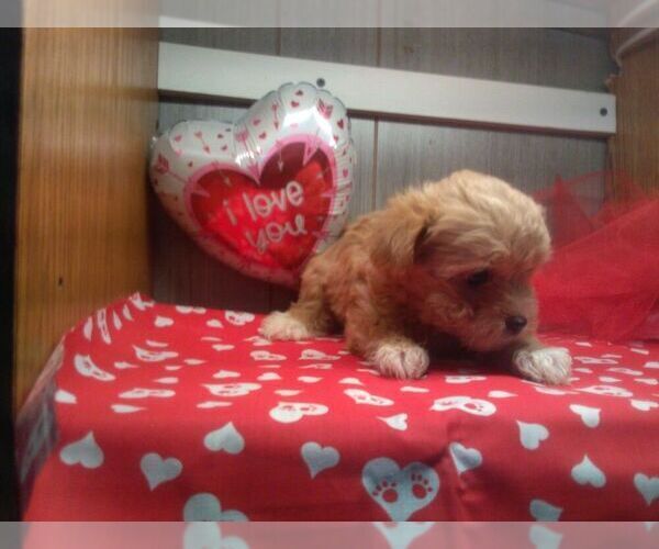 Medium Photo #3 Zuchon Puppy For Sale in ELROY, WI, USA