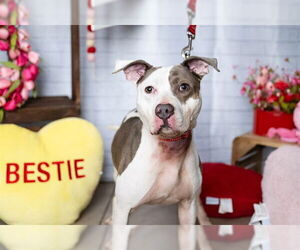 Mutt Dog for Adoption in Minneapolis, Minnesota USA