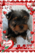 Small Photo #4 Yorkshire Terrier Puppy For Sale in DOUGLAS, GA, USA
