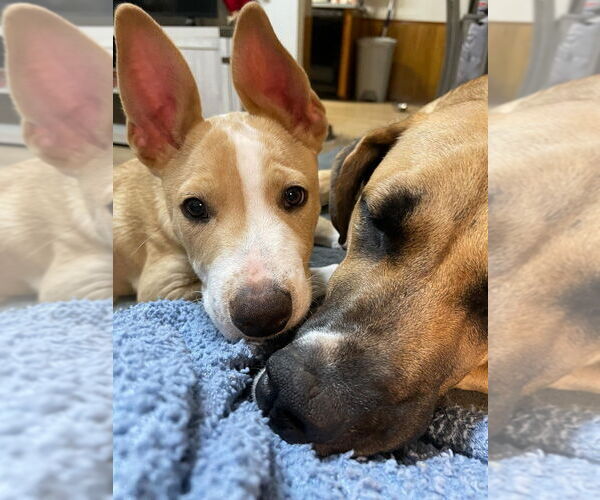 Medium Photo #5 American Pit Bull Terrier-Chihuahua Mix Puppy For Sale in OKLAHOMA CITY, OK, USA