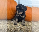 Venice - Female Bernedoodle (Miniature) Puppy for Sale - Photo #5