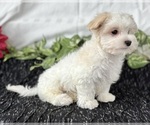 Small #6 Maltese