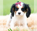Puppy 4 Cavalier King Charles Spaniel