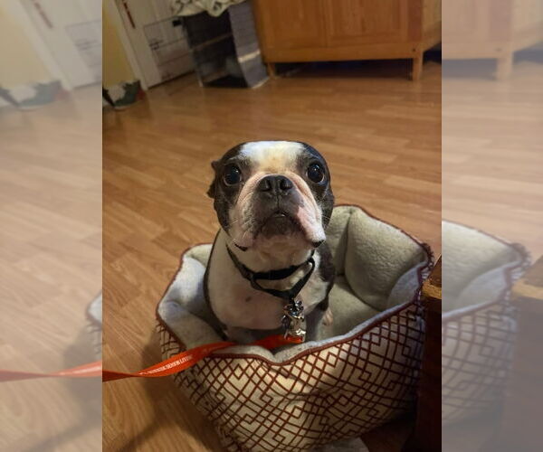 Medium Photo #4 Boston Terrier Puppy For Sale in Oak Bluffs, MA, USA
