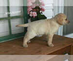 Small Photo #23 Labrador Retriever Puppy For Sale in STANLEY, NY, USA