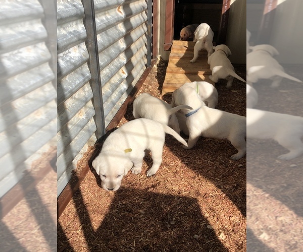 Medium Photo #5 Labrador Retriever Puppy For Sale in DEVINE, TX, USA