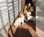 Small Photo #5 Labrador Retriever Puppy For Sale in DEVINE, TX, USA