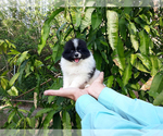 Small Photo #3 Pomeranian Puppy For Sale in WEST PALM BEACH, FL, USA