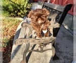 Small Photo #47 Shih Tzu Puppy For Sale in HAYWARD, CA, USA