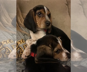 Beagle Puppy for sale in FREMONT, OH, USA