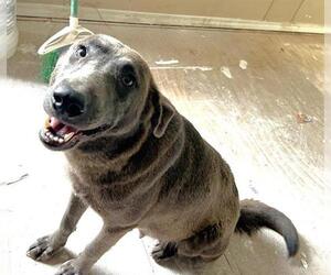 Labrador Retriever-Unknown Mix Dogs for adoption in Houston, TX, USA