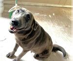 Small Photo #1 Labrador Retriever-Unknown Mix Puppy For Sale in Houston, TX, USA