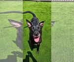 Small #17 Labrador Retriever Mix