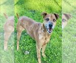 Small #3 American Pit Bull Terrier-Rhodesian Ridgeback Mix
