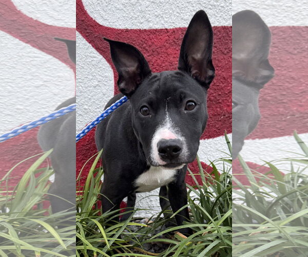 Medium Photo #5 Mutt Puppy For Sale in Sanford, FL, USA
