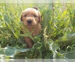 Small Photo #5 Golden Retriever Puppy For Sale in TWIN FALLS, ID, USA