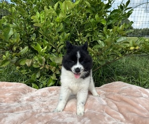 Pomsky Puppy for sale in WEBSTER, FL, USA