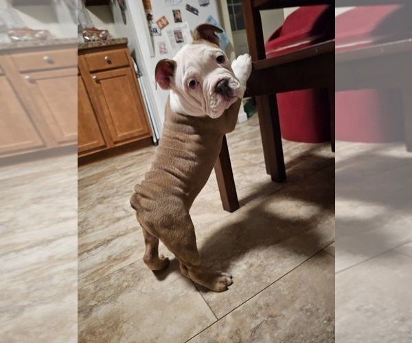 Medium Photo #5 Olde English Bulldogge Puppy For Sale in HORSEHEADS, NY, USA