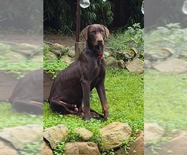 Medium Photo #1 Doberman Pinscher-Unknown Mix Puppy For Sale in Santa Barbara, CA, USA