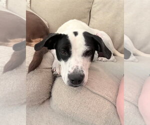 Lab-Pointer Dogs for adoption in Royal Palm Beach, FL, USA