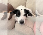 Small Lab-Pointer
